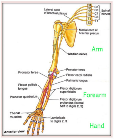 The anatomical course of the median nerve - Median Nerve Palsy